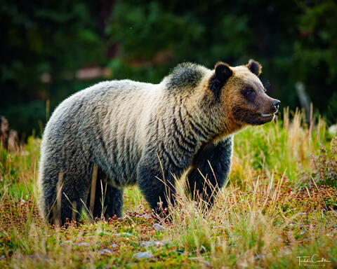 Wildlife