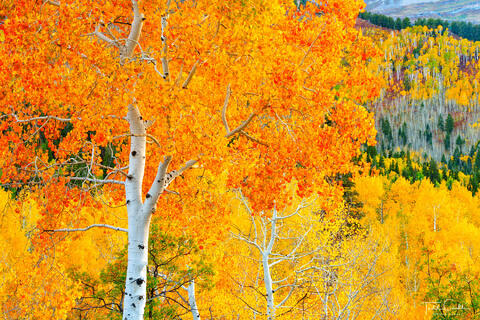 Autumn Aspens in the Wasatch