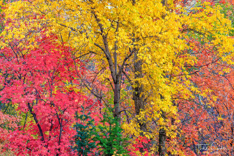 Color Riot #1