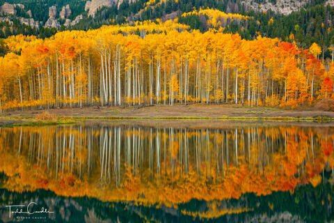 Aspen Rorschach Test