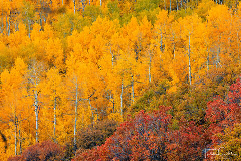 Autumn Aspens Above Capitol Creek