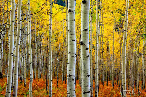 Aspen Glow
