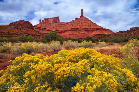 Castleton Tower Rabbitbrush