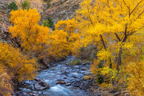 Fall Colors Along Clear Creek