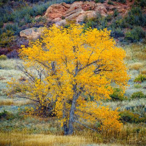 Autumn Cottonwood in Chimney Gulch