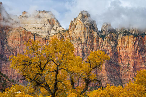 Cottonwoods Below Towers of the Virgin #2