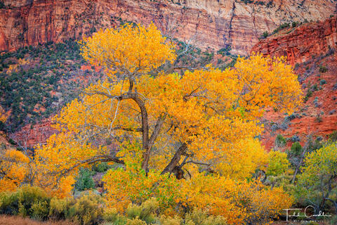 Canyon Cottonwood