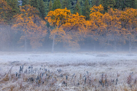 Yosemite Valley Fog