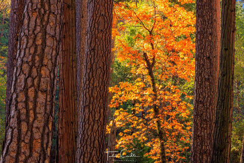 Autumn Framed