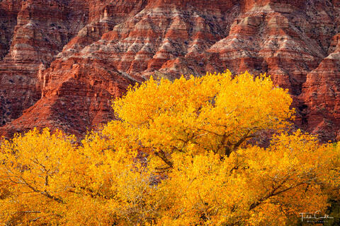 a photo of gold cottonwoods along the virgin river near rockville utah, not far from zion national park
