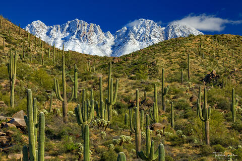 Four Peaks Snow & Saguaro Forest