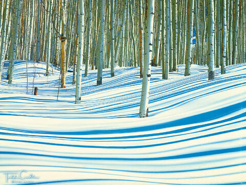 Aspens cast their shadows on fresh snow along Castle Creek in the Elk Mountains near Aspen, Colorado