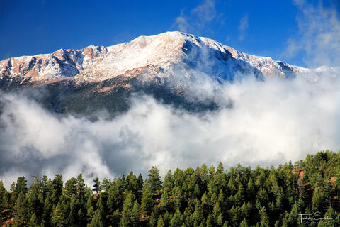 Fog Bank & Pristine Forest