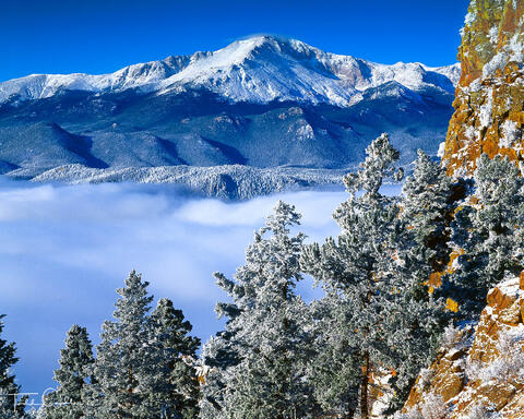 Rime Ice-Covered Forest & Pikes Peak