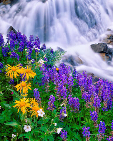 Wildflowerfalls