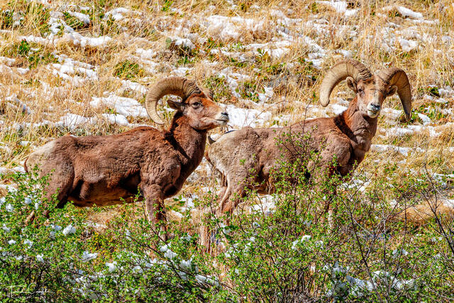 a photo of two bighorn sheep in clear creek canyon in golden colorado