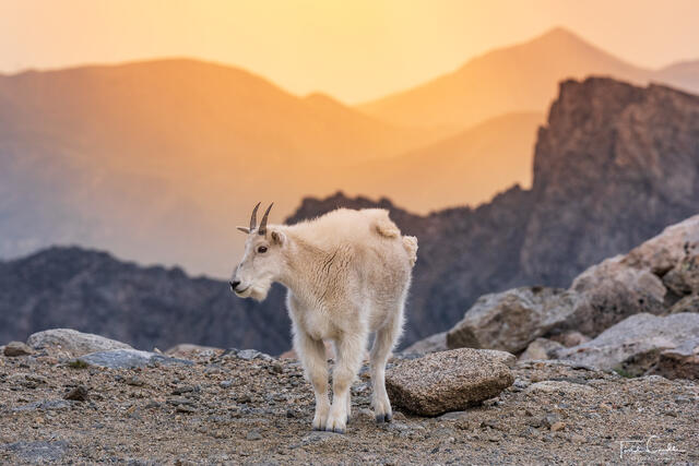 Mountain Goat Sunset