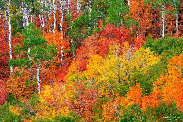 Color Explosion