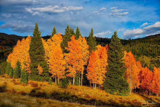 Aspen Orange