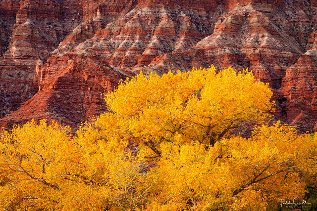 a photo of gold cottonwoods along the virgin river near rockville utah, not far from zion national park