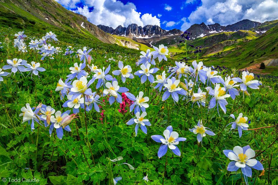 Colorado Columbines in American Basin print