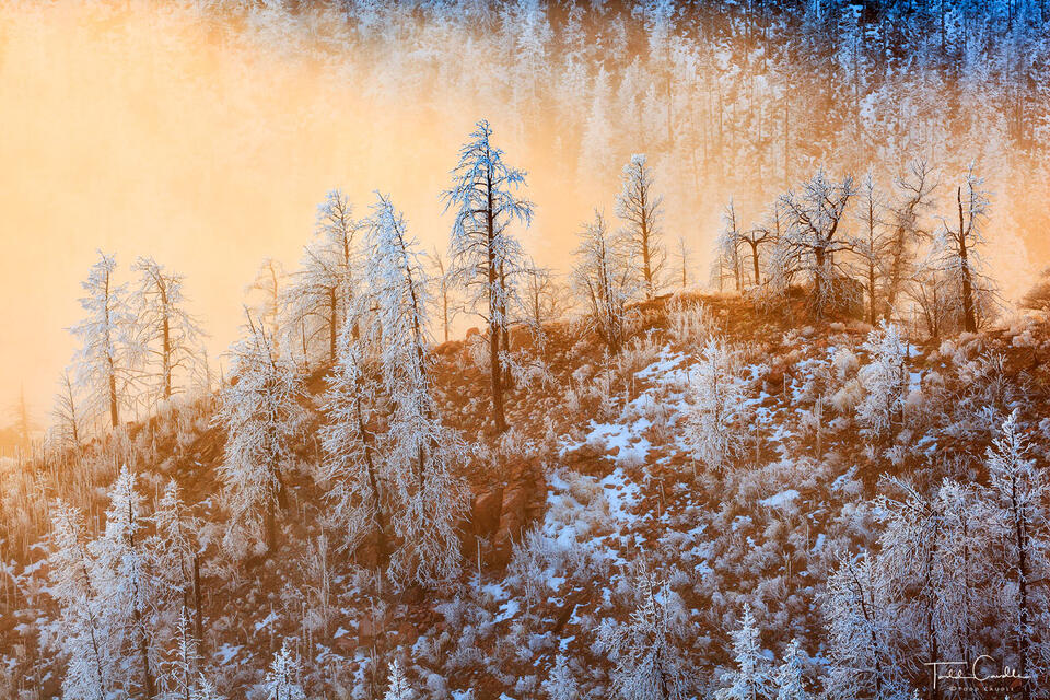 Frosted Treeline Ridge print