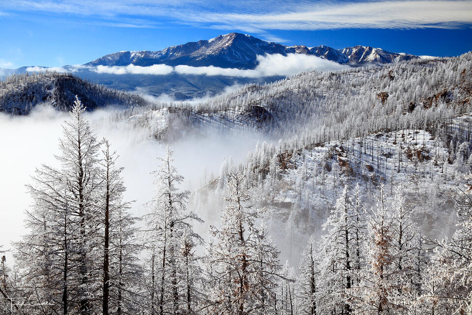 Frosted Ghost Forest & Pikes Peak print