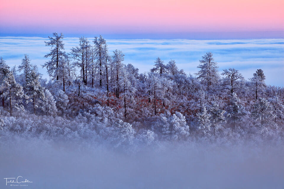 Frosted Forest & Earth Shadow print