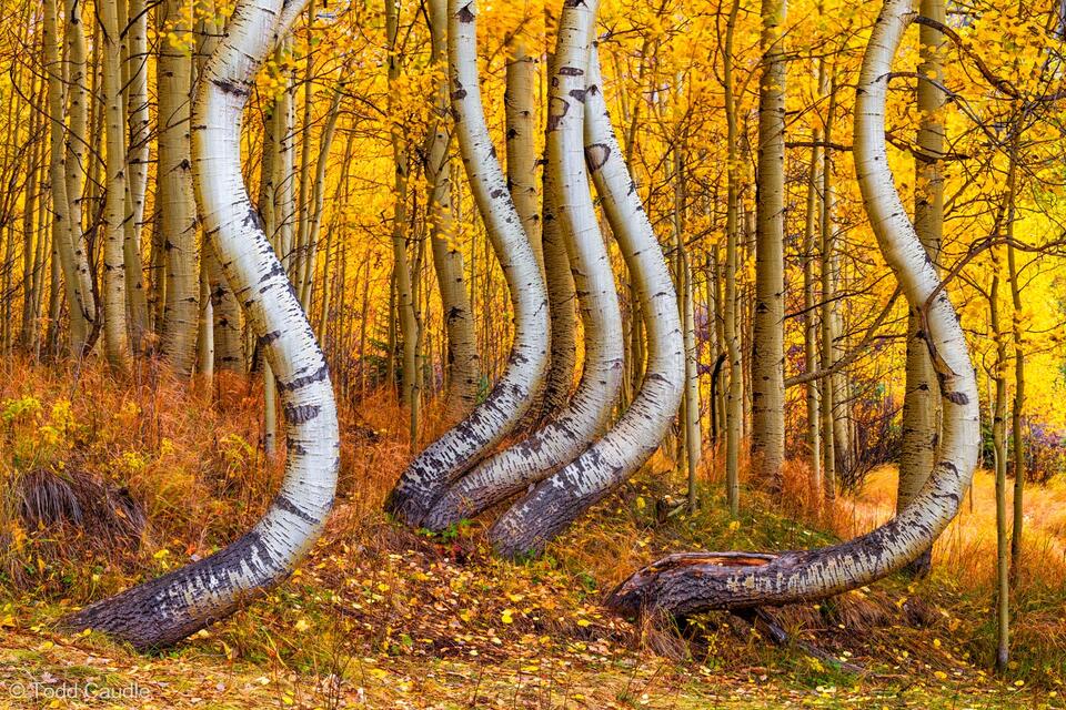Yoga Trees print
