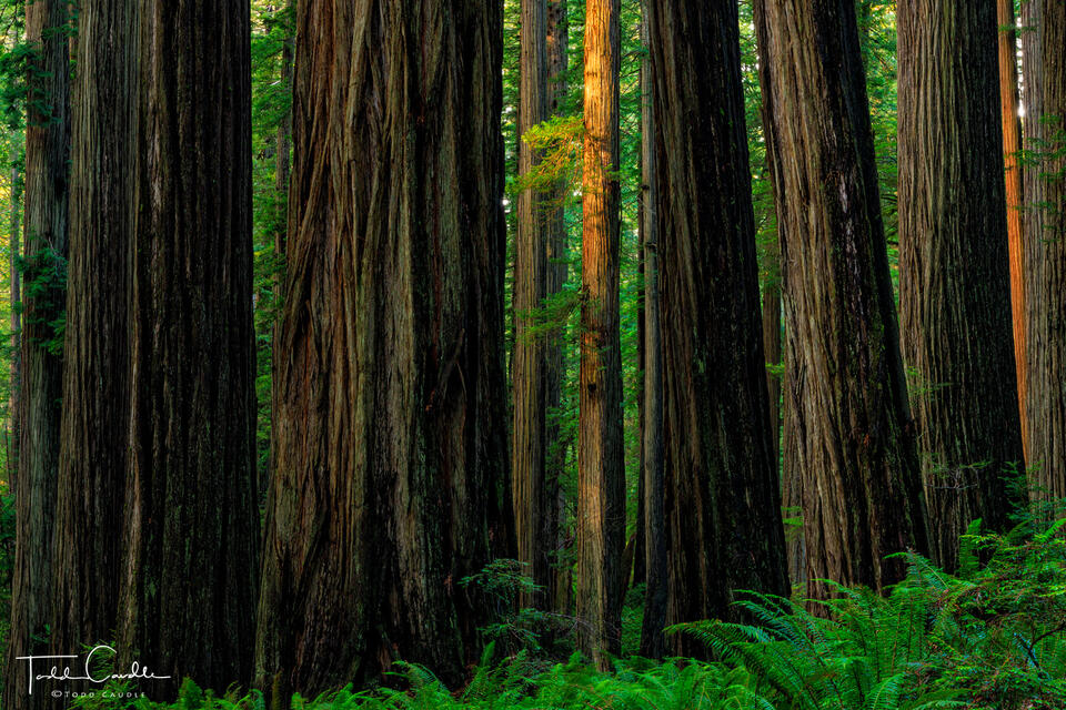 Waning Light in the Forest print