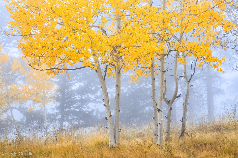 Foggy Aspen Forest print