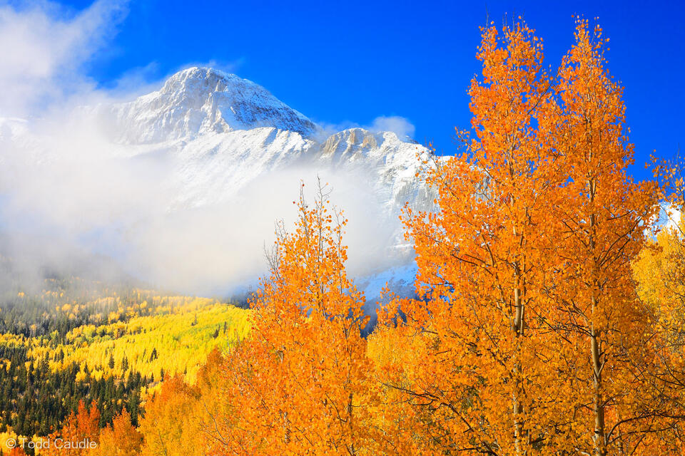 Orange Aspens in the San Miguels print