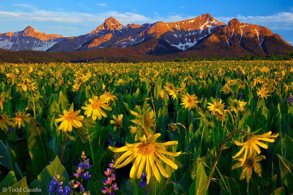 Sneffels Range Flowerfields print