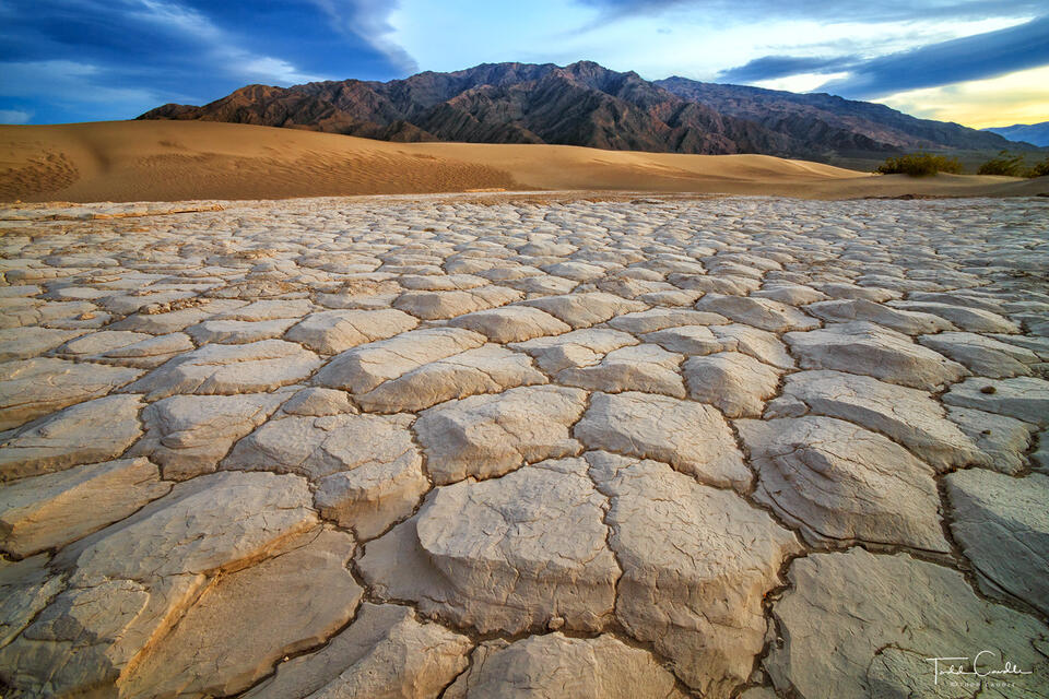 Mud Patterns print