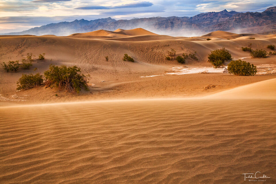 Wind-Swept Dunes print