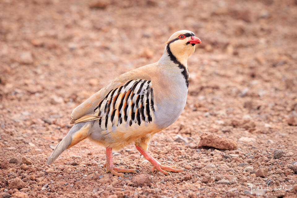 Halaeakala Chukar print