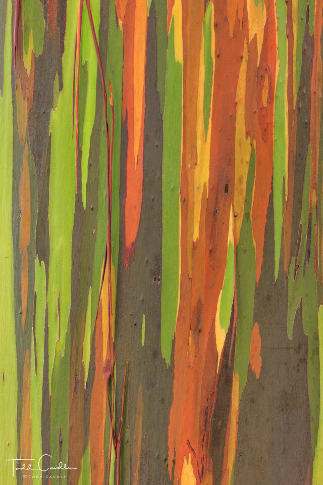 Rainbow Eucalyptus Detail print