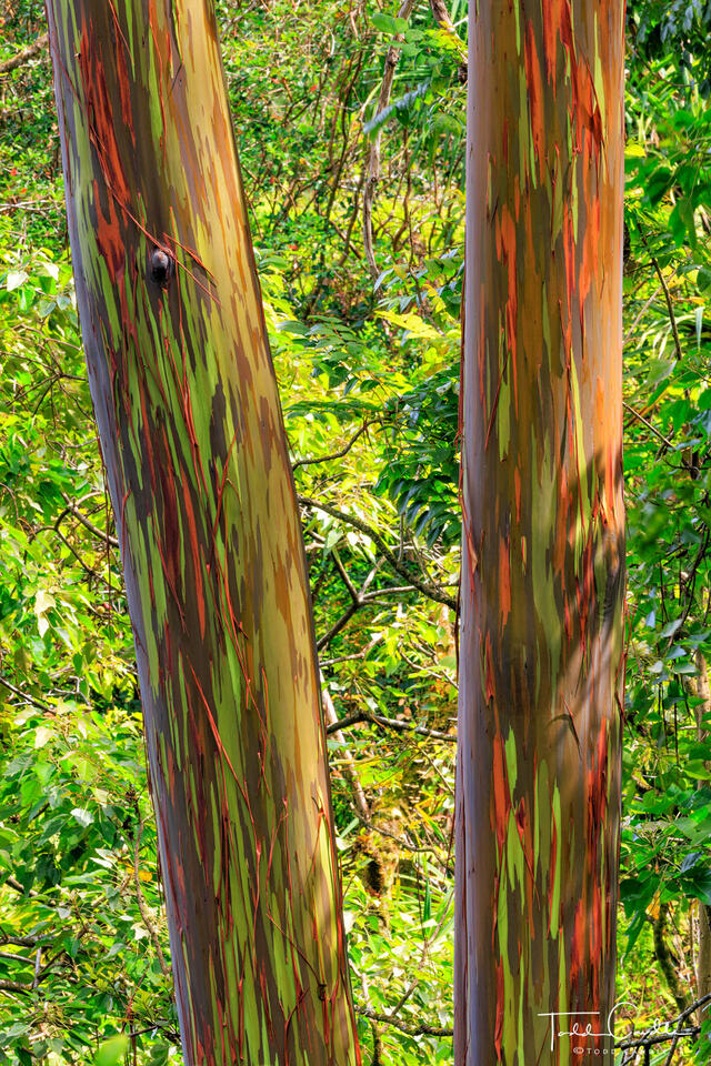 Rainbow Eucalyptus Pair print