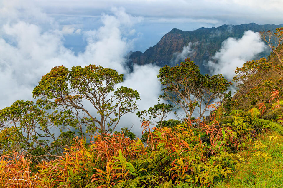 Overlooking the Na Pali Coast print