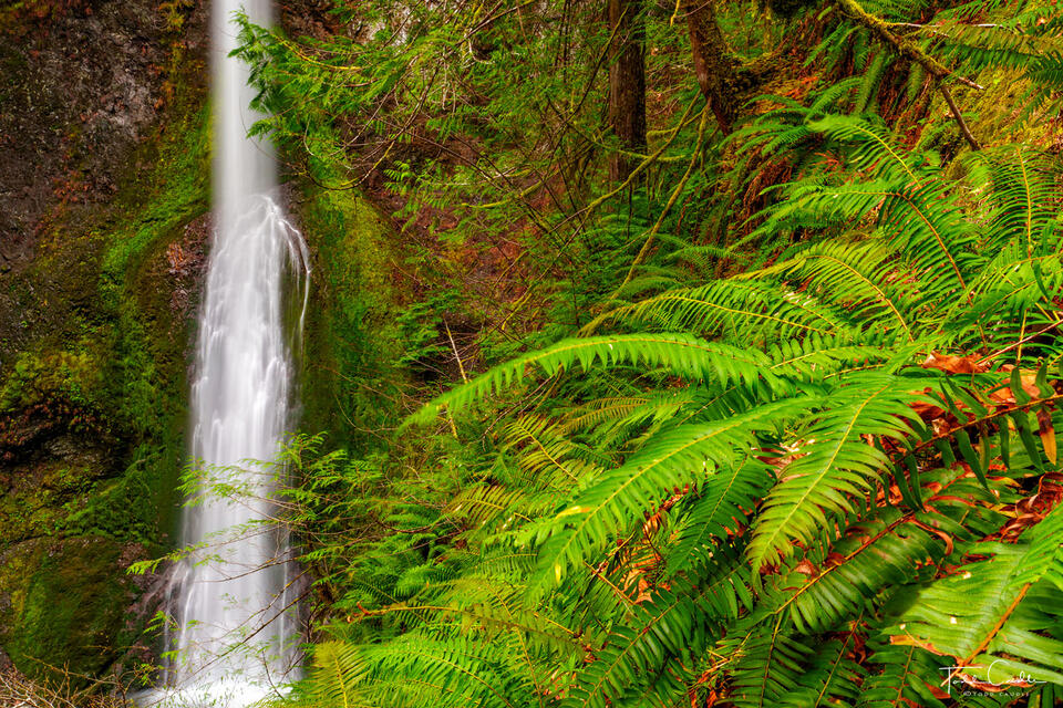 Marymere Falls Ferns print