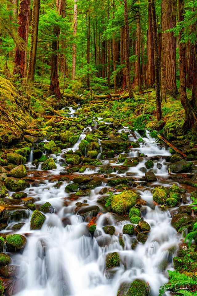 Cascade Along the Solduc Falls Trail print