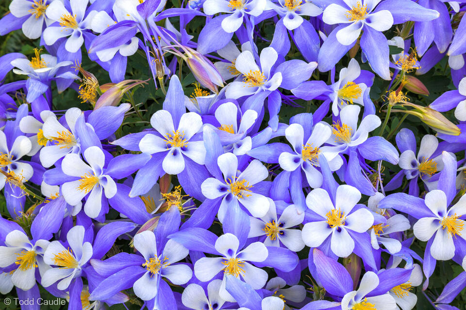 Columbine Collage print