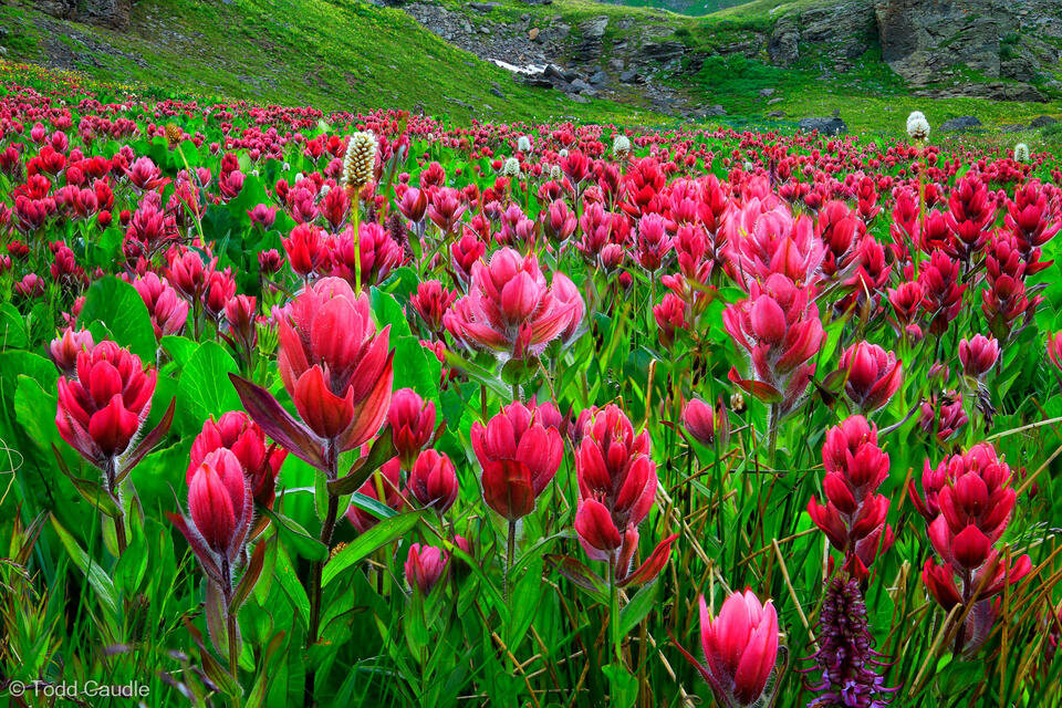Clear Lake Paintbrush Portrait print
