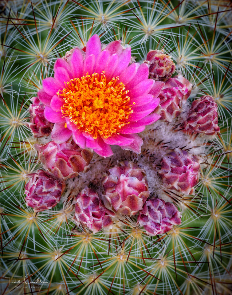 Ball Cactus Bloom on North Table Mountain print