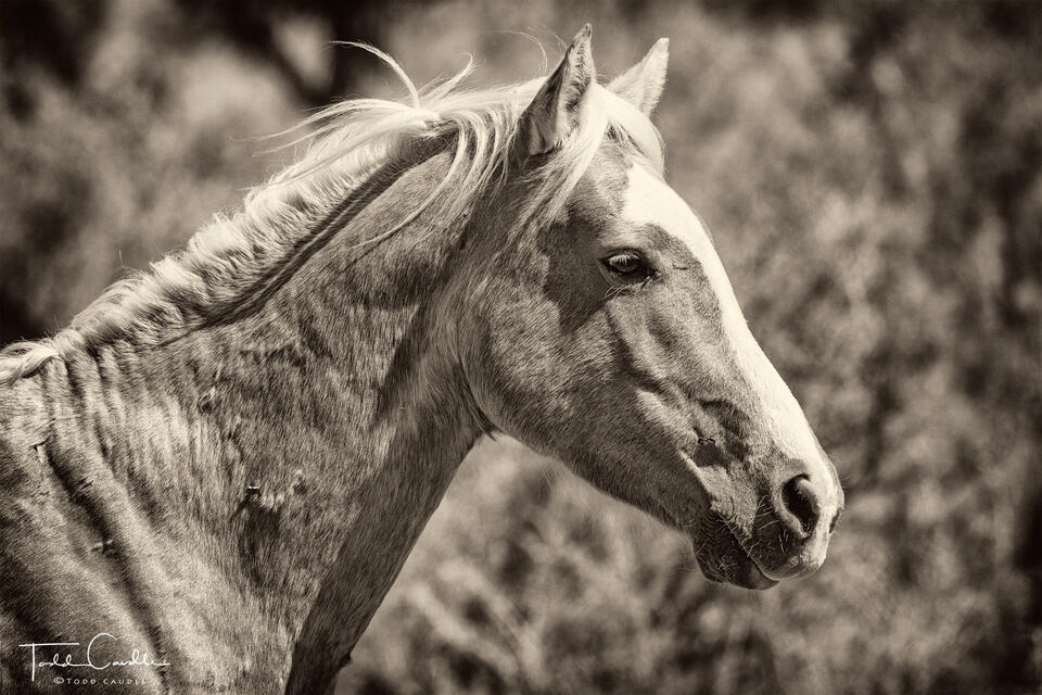 Wild Stallion print
