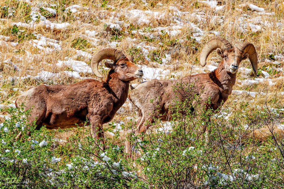 Clear Creek Canyon Bighorns print