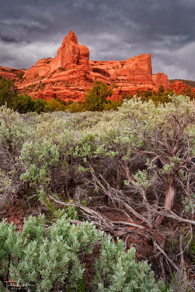 Sage Storm print