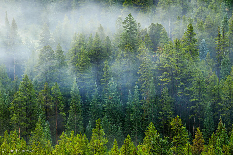 Morning Mist print