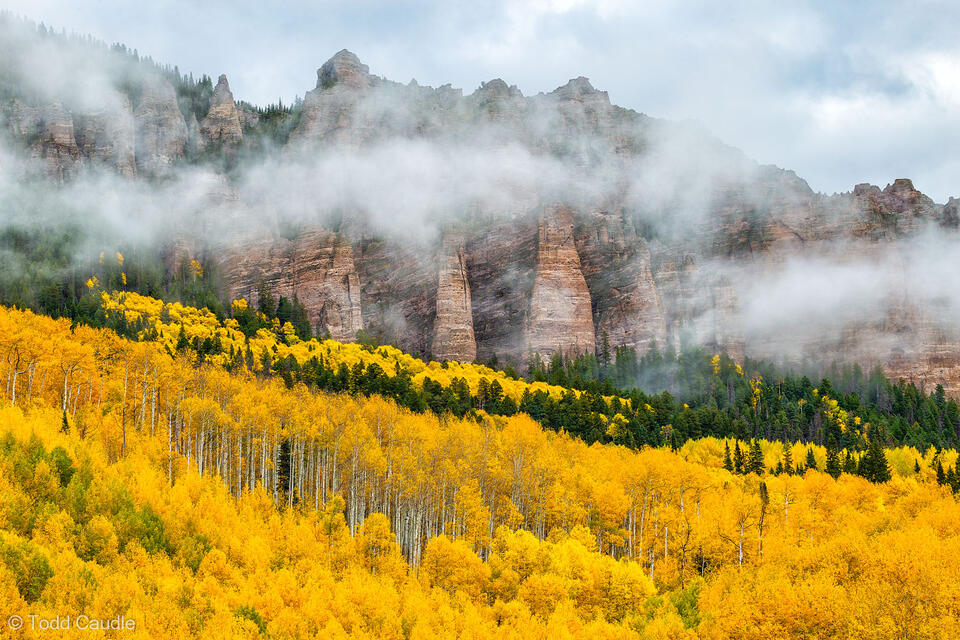 Silverjack Autumn print
