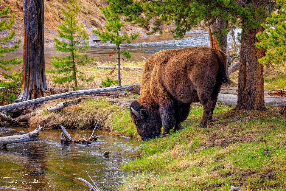 Bison Bull Along the Firehole River print
